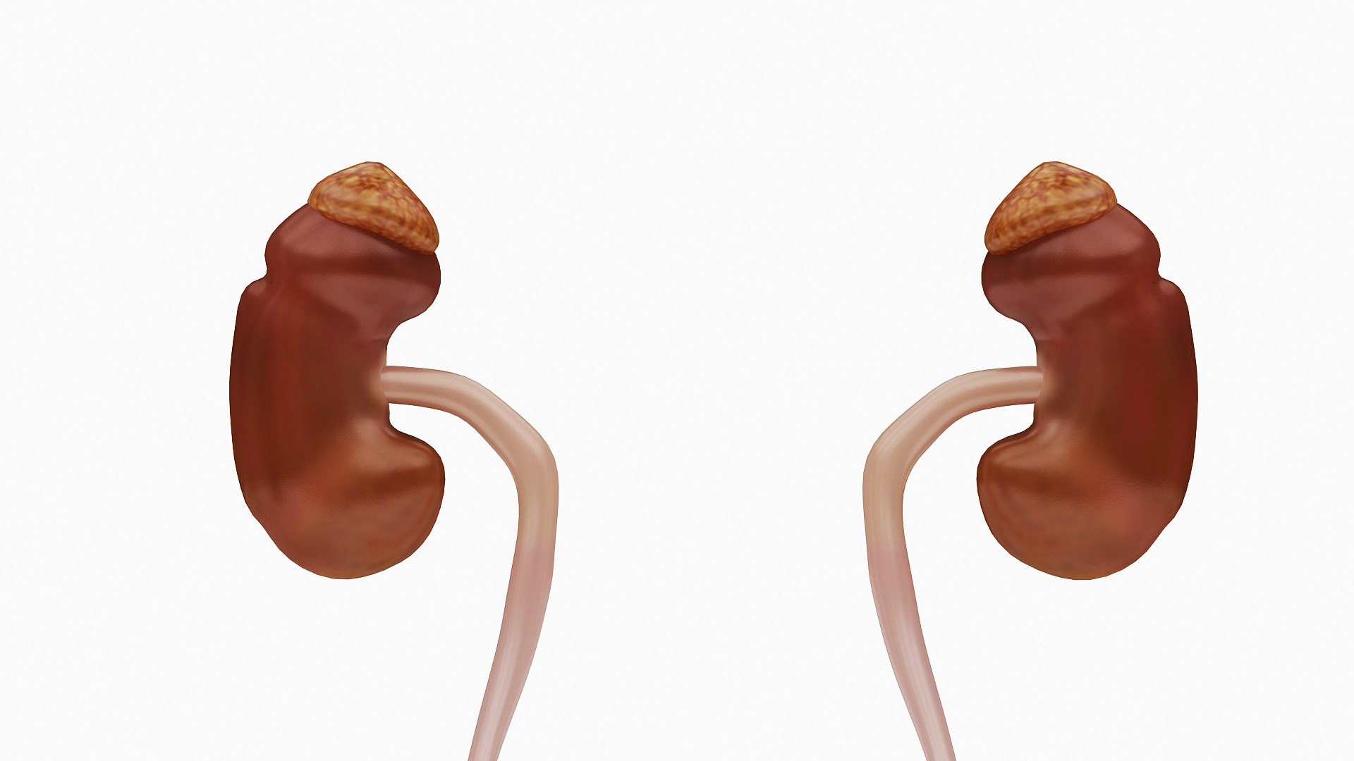 body anatomy 3D model https://p.turbosquid.com/ts-thumb/tS/kg4Skn/Hd0vHB9o/05/jpg/1574298776/1920x1080/fit_q87/b56febd08bc017d945ad1e10f038d78525b9e630/05.jpg