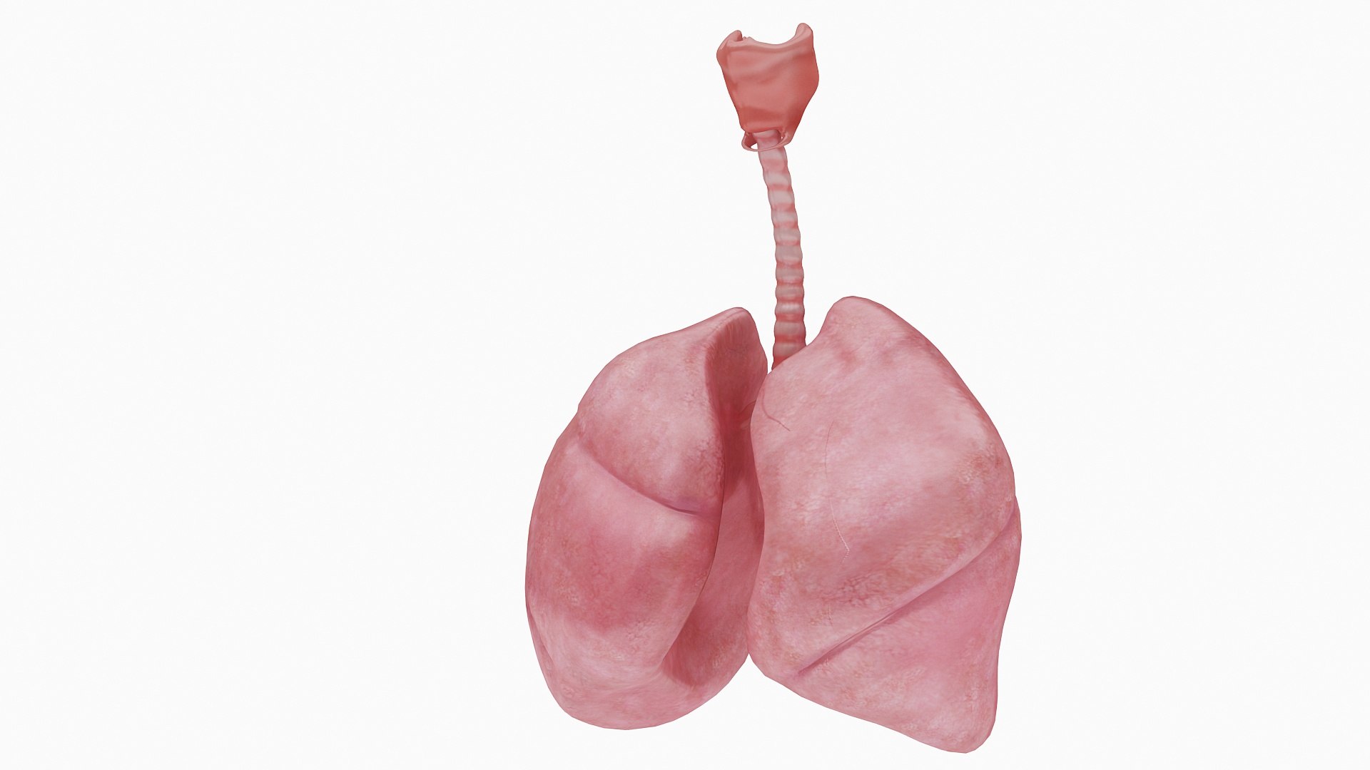 body anatomy 3D model https://p.turbosquid.com/ts-thumb/tS/kg4Skn/K97EZ0gz/02/jpg/1574298837/1920x1080/fit_q87/e4adc187bb36d876467ec4216c948ce8eb7d7989/02.jpg