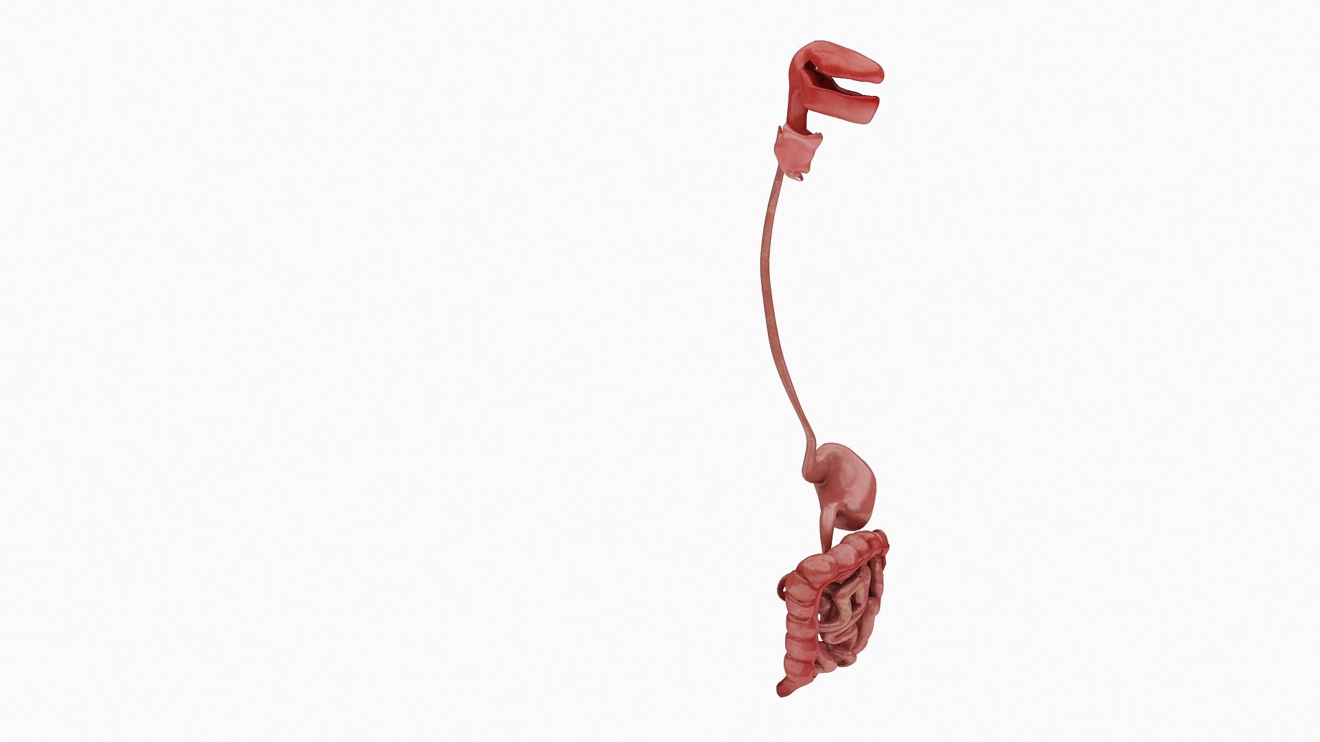 body anatomy 3D model https://p.turbosquid.com/ts-thumb/tS/kg4Skn/KENQ4Yn3/04/jpg/1574298804/1920x1080/fit_q87/e07ec0e6c8cd129ea8d64d9a66ef2057b089de96/04.jpg