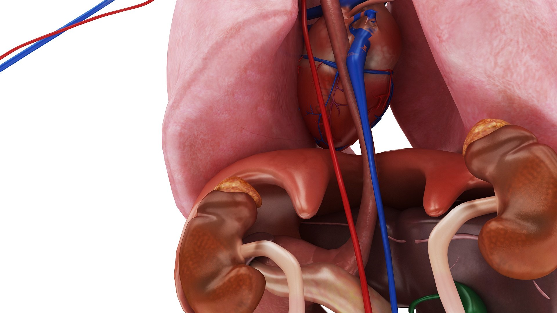 body anatomy 3D model https://p.turbosquid.com/ts-thumb/tS/kg4Skn/KdIcxZTg/images1_view11/jpg/1574298643/1920x1080/fit_q87/f828dd3078f2ac4c59553dcf3404a660c69a3580/images1_view11.jpg