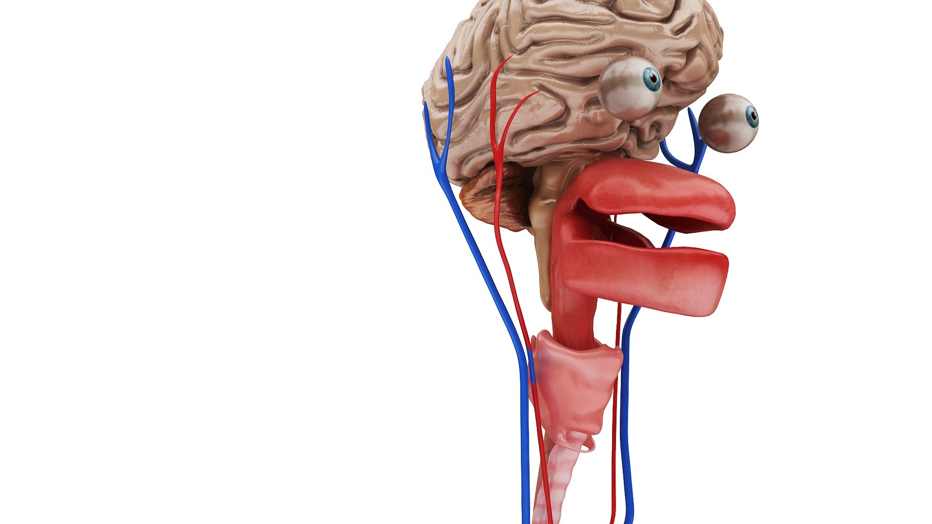 body anatomy 3D model https://p.turbosquid.com/ts-thumb/tS/kg4Skn/MQjKHJ6w/images1_view12/jpg/1574298643/1920x1080/fit_q87/9e21f2533508a710215aaa9b6a22c057c5b7329e/images1_view12.jpg