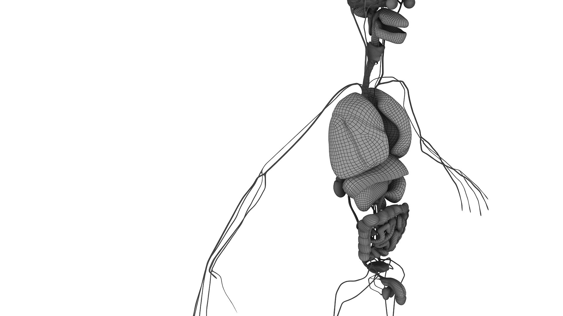 body anatomy 3D model https://p.turbosquid.com/ts-thumb/tS/kg4Skn/MRT8ya9R/w18/jpg/1574299512/1920x1080/fit_q87/4a06d8eb8d3688ca1d115fe57b9c4203bb0d32ed/w18.jpg