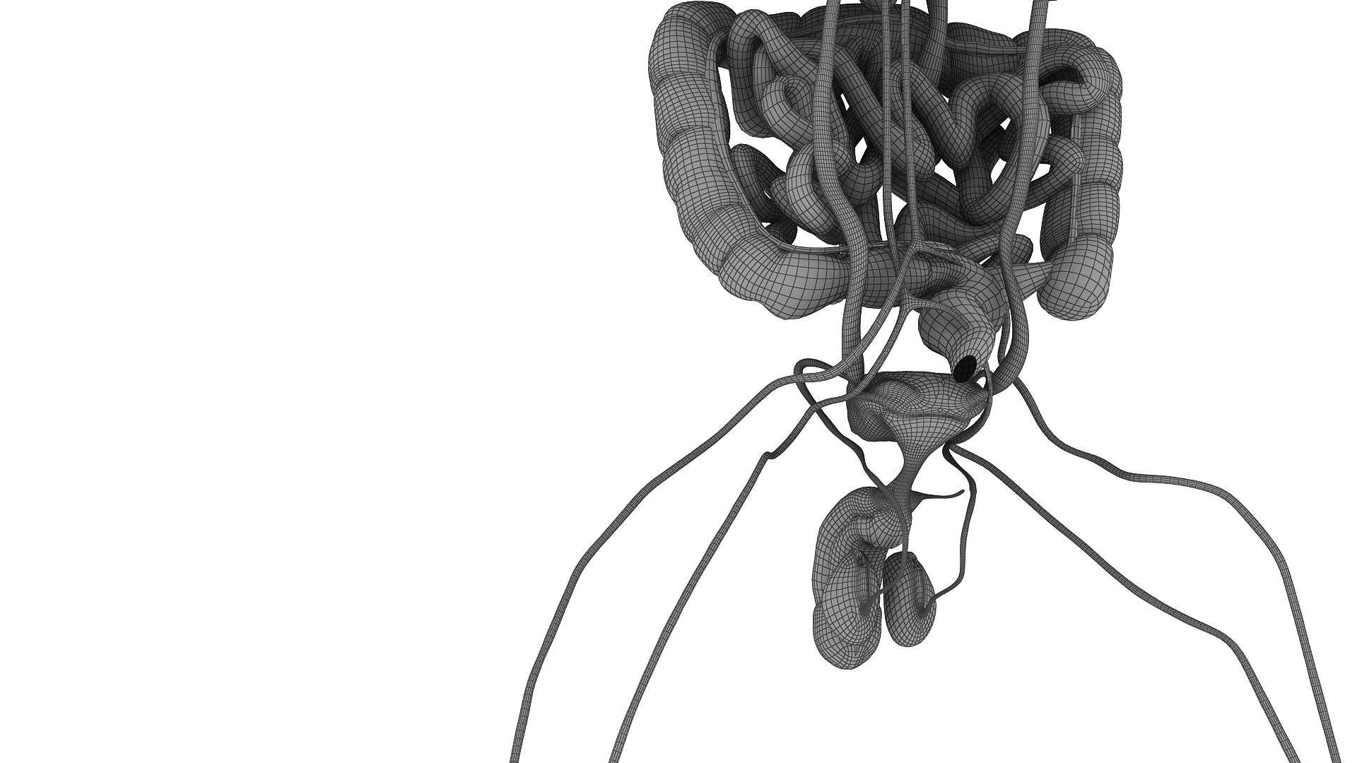body anatomy 3D model https://p.turbosquid.com/ts-thumb/tS/kg4Skn/PsX0SFIr/w16/jpg/1574299512/1920x1080/fit_q87/0faf4b1caee96cdede466db3b8ad27cf039e9728/w16.jpg