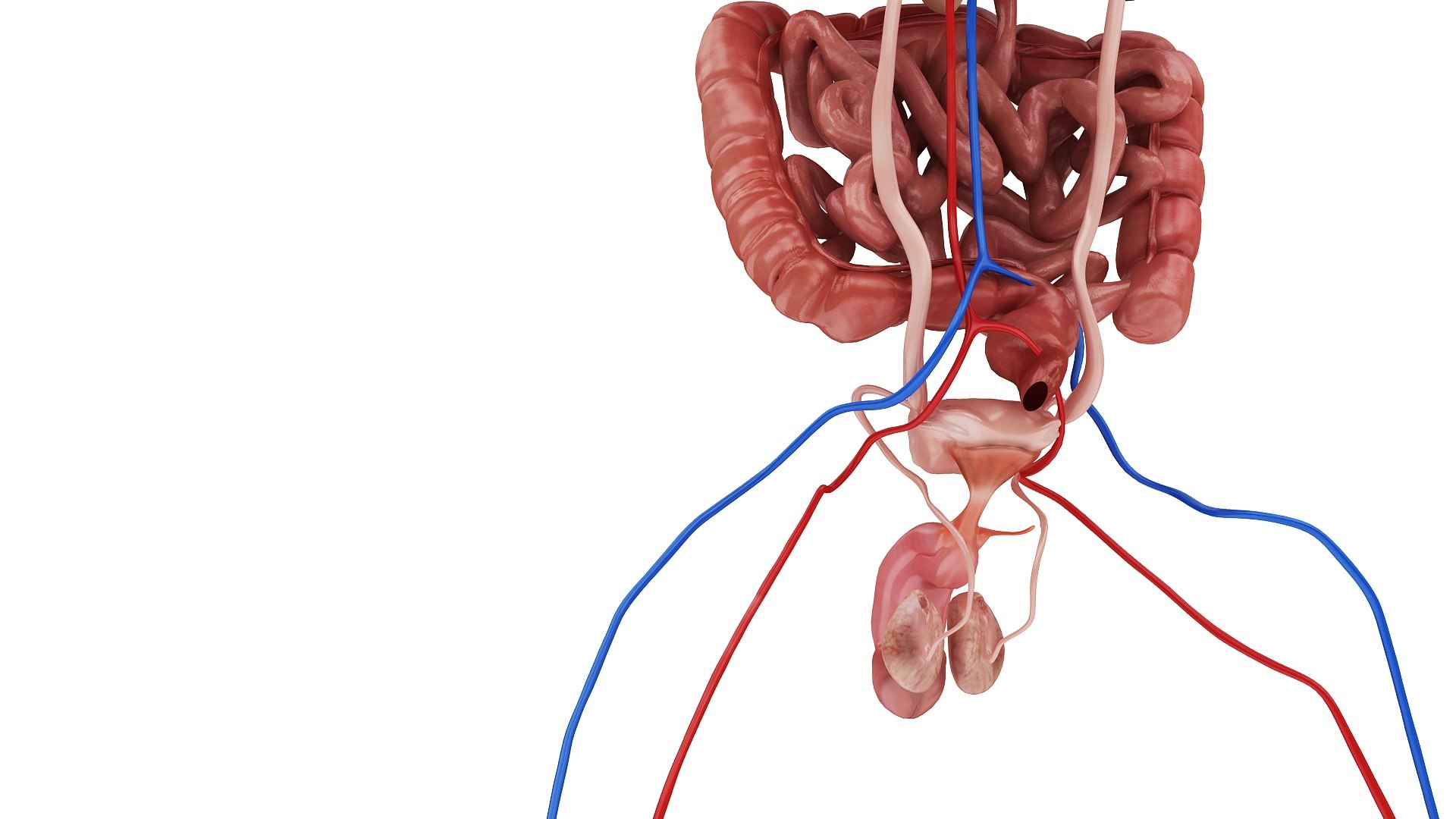 body anatomy 3D model https://p.turbosquid.com/ts-thumb/tS/kg4Skn/RAWeVDgC/images1_view06/jpg/1574298643/1920x1080/fit_q87/d26ed6b181af2e55a223b3a88d8f2e1ca9da87dc/images1_view06.jpg