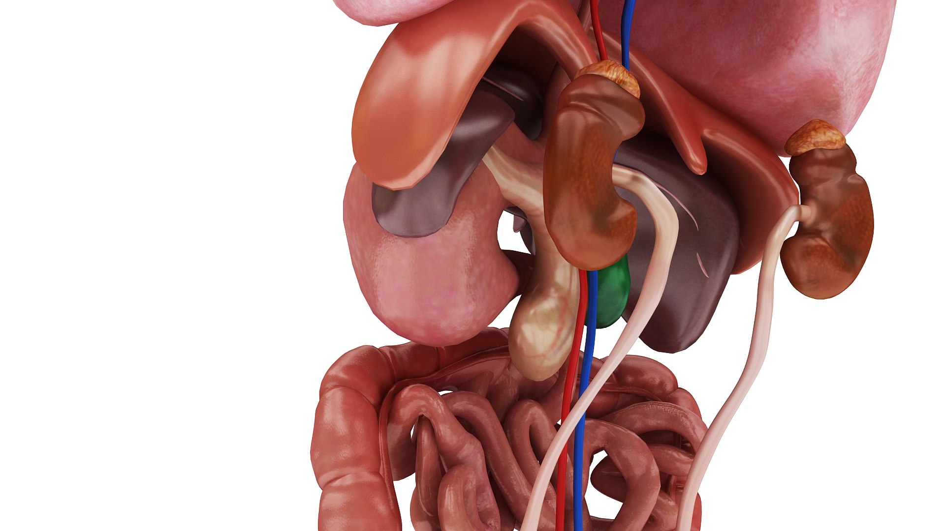 body anatomy 3D model https://p.turbosquid.com/ts-thumb/tS/kg4Skn/RU99Z0XF/images1_view05/jpg/1574298643/1920x1080/fit_q87/9df7aa4a76f8a891269638559c0990004d63fa06/images1_view05.jpg