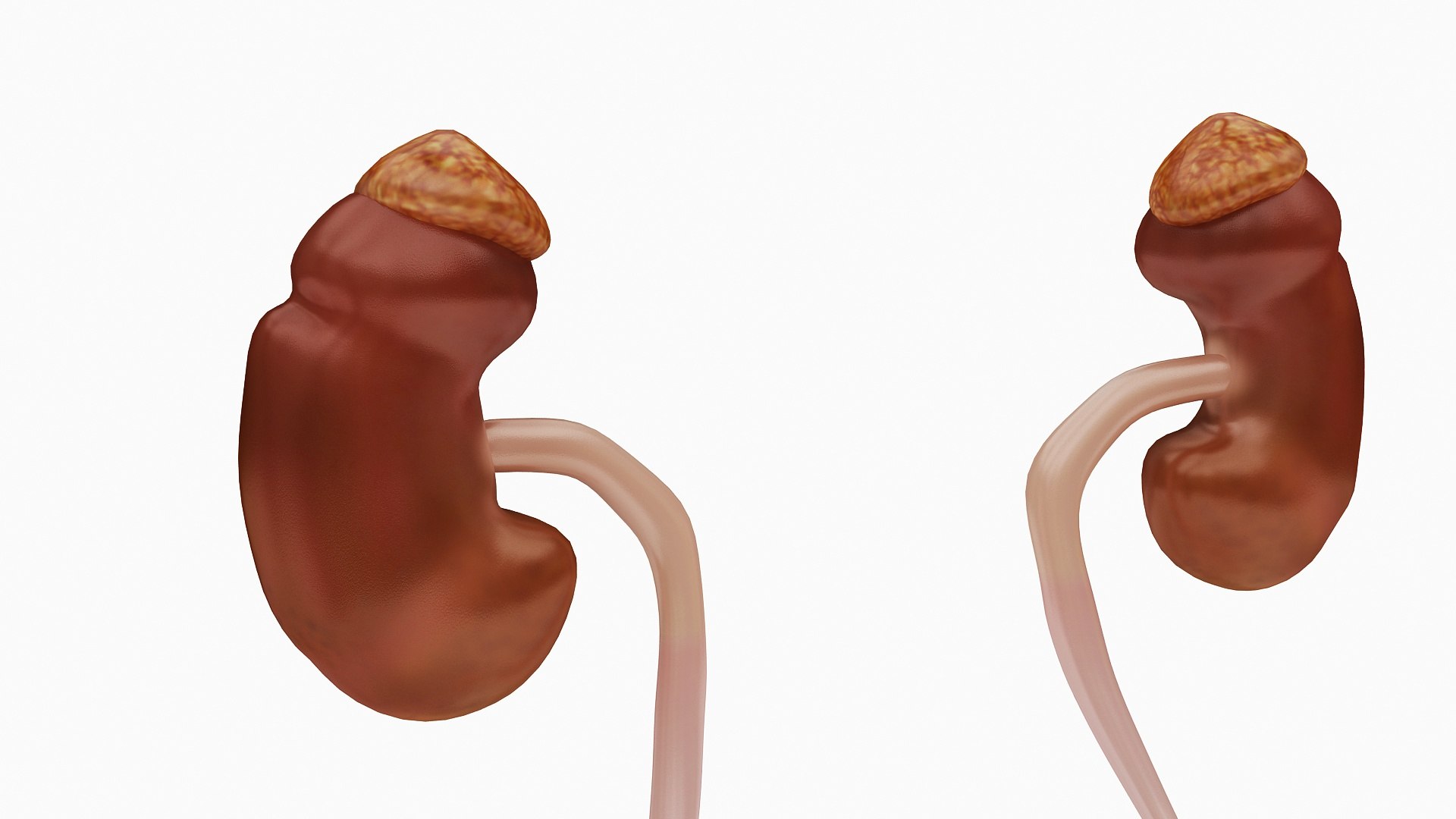 body anatomy 3D model https://p.turbosquid.com/ts-thumb/tS/kg4Skn/SozScnJQ/03/jpg/1574298776/1920x1080/fit_q87/2ab30ceaecbe2aabae3d0cba9a002d7d667977ee/03.jpg