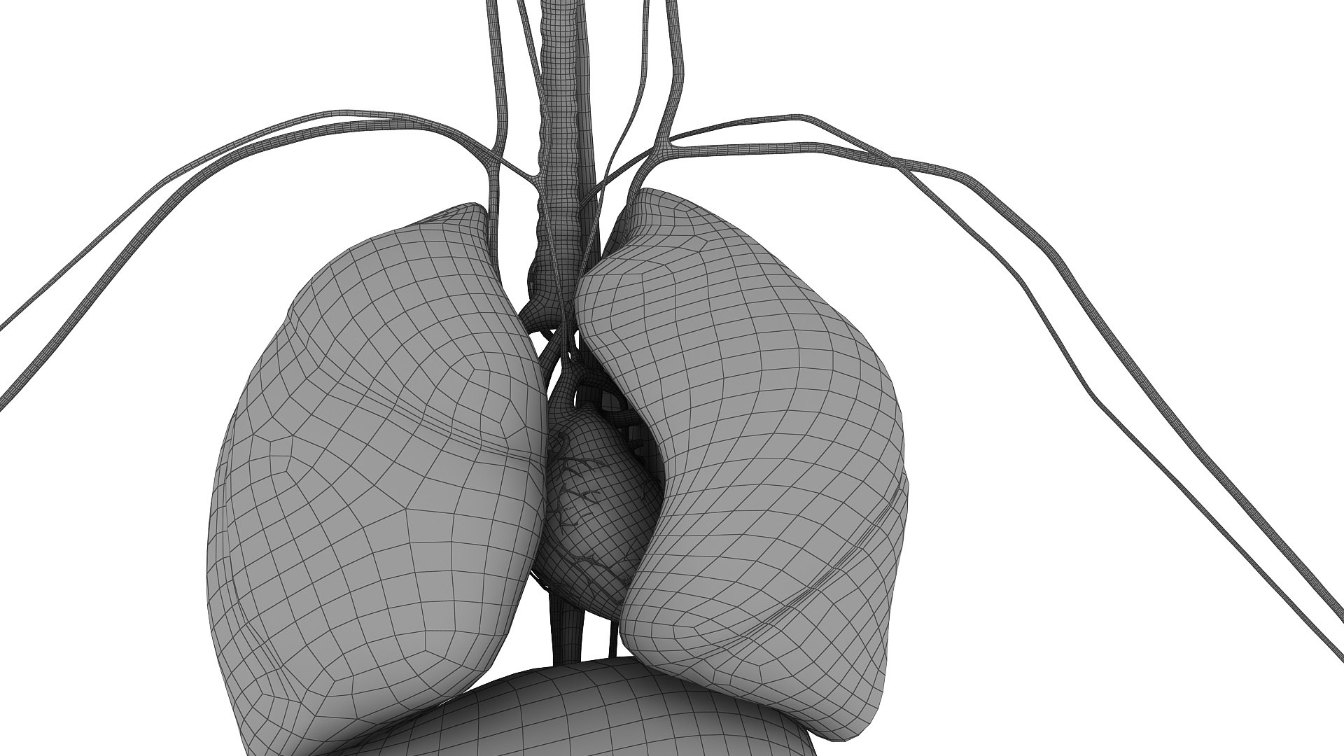 body anatomy 3D model https://p.turbosquid.com/ts-thumb/tS/kg4Skn/Sqnif4TE/w12/jpg/1574299512/1920x1080/fit_q87/a2115f2b611d218501dfa1beb246e3dc2eac9efe/w12.jpg