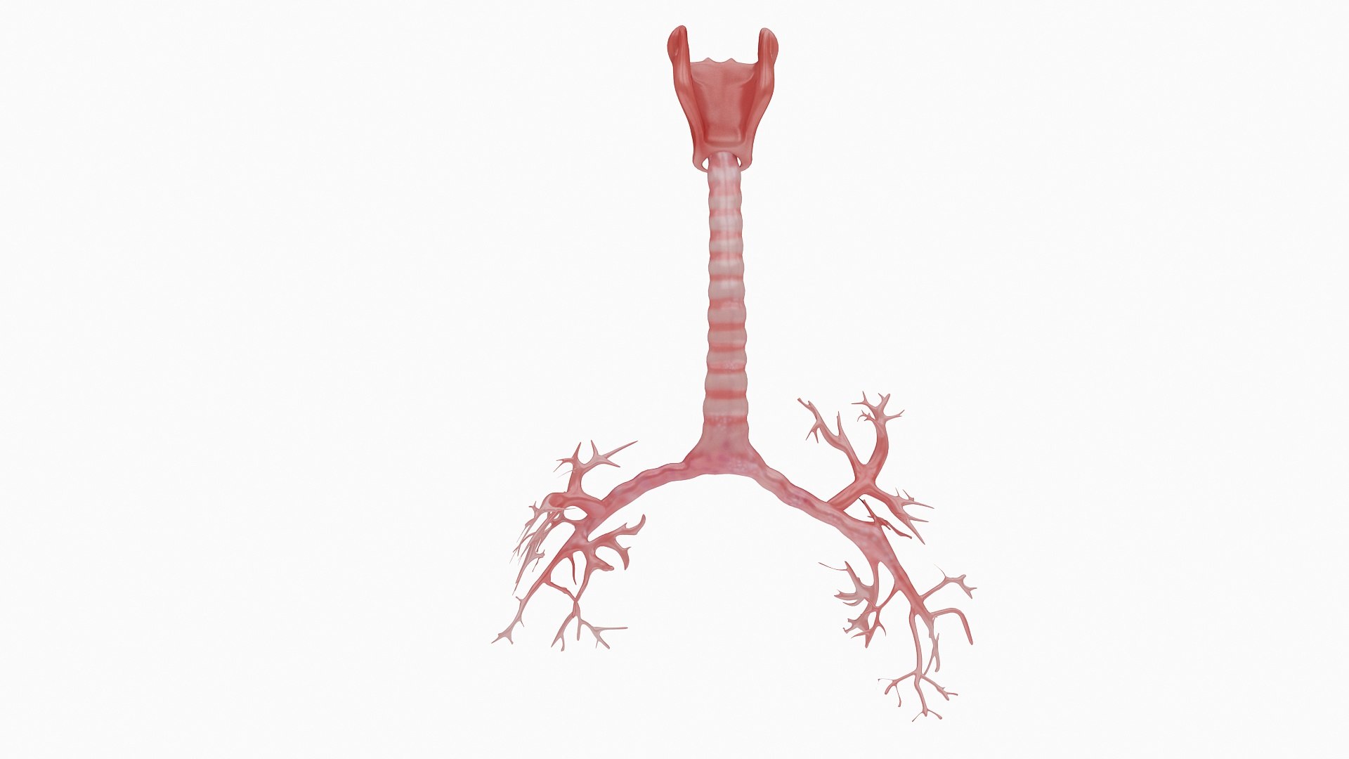 body anatomy 3D model https://p.turbosquid.com/ts-thumb/tS/kg4Skn/TXWSNTIR/08/jpg/1574298837/1920x1080/fit_q87/a3aafd0c65ff2719562beb3488cc0a9a6748a11e/08.jpg