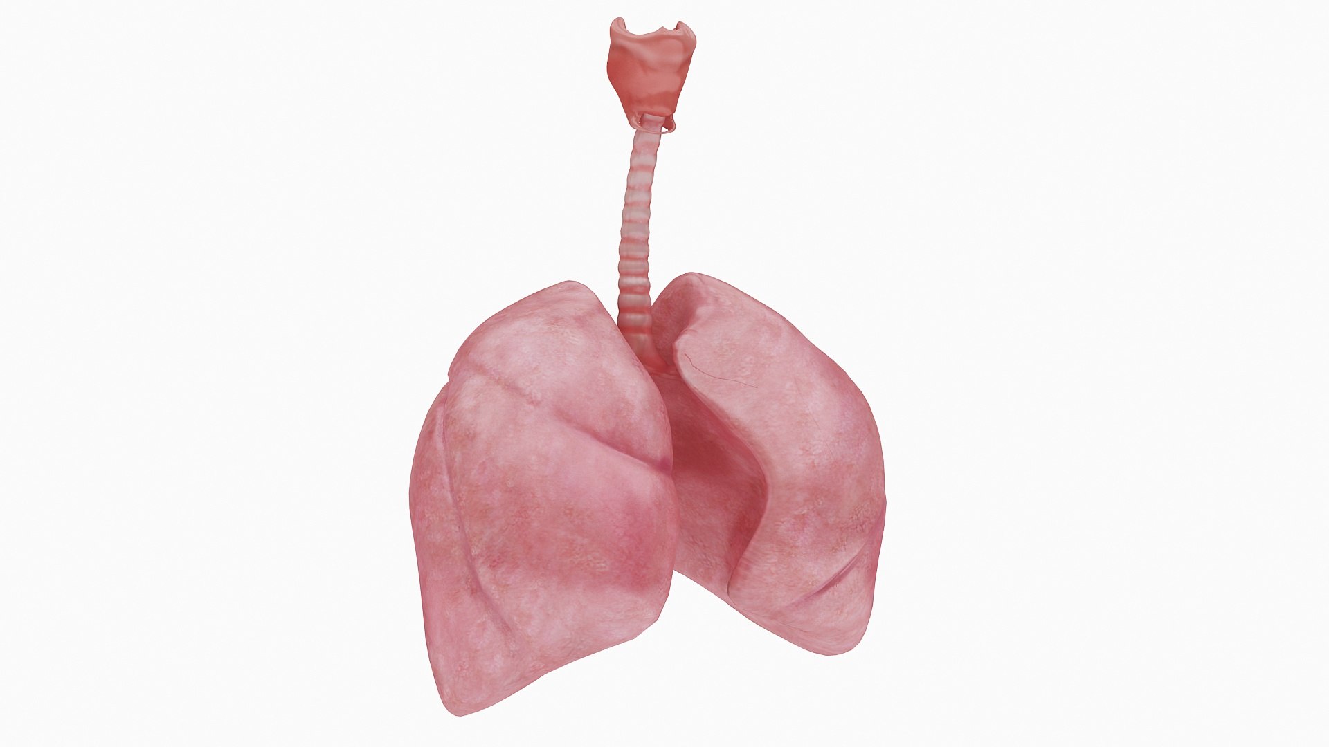 body anatomy 3D model https://p.turbosquid.com/ts-thumb/tS/kg4Skn/Td5C0D9O/01/jpg/1574298837/1920x1080/fit_q87/7db97fe6c11444bc4f9f40205a23754cb5a5a590/01.jpg