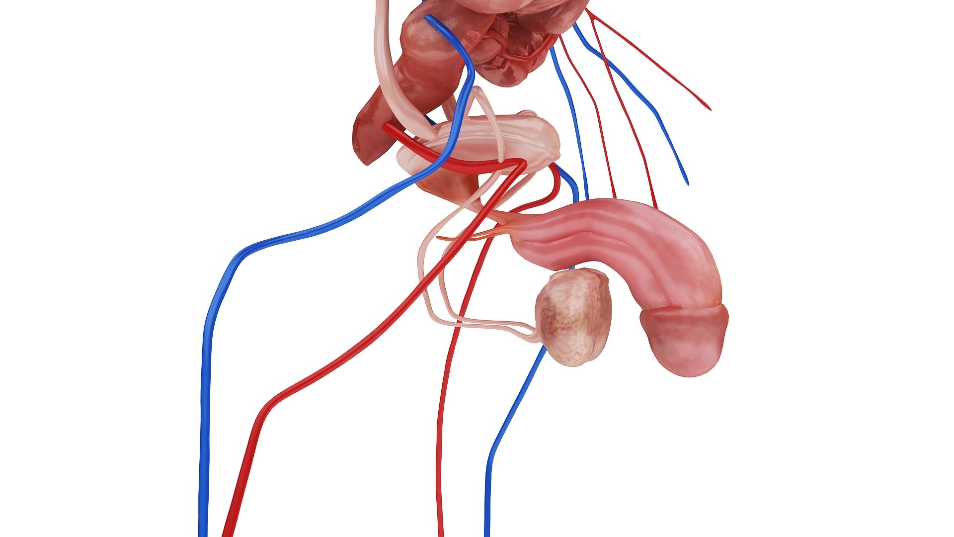 body anatomy 3D model https://p.turbosquid.com/ts-thumb/tS/kg4Skn/Uv4YaAZX/images1_view09/jpg/1574298643/1920x1080/fit_q87/10c84ff5c79ffc52a37bd56d0ec071ca7198832c/images1_view09.jpg