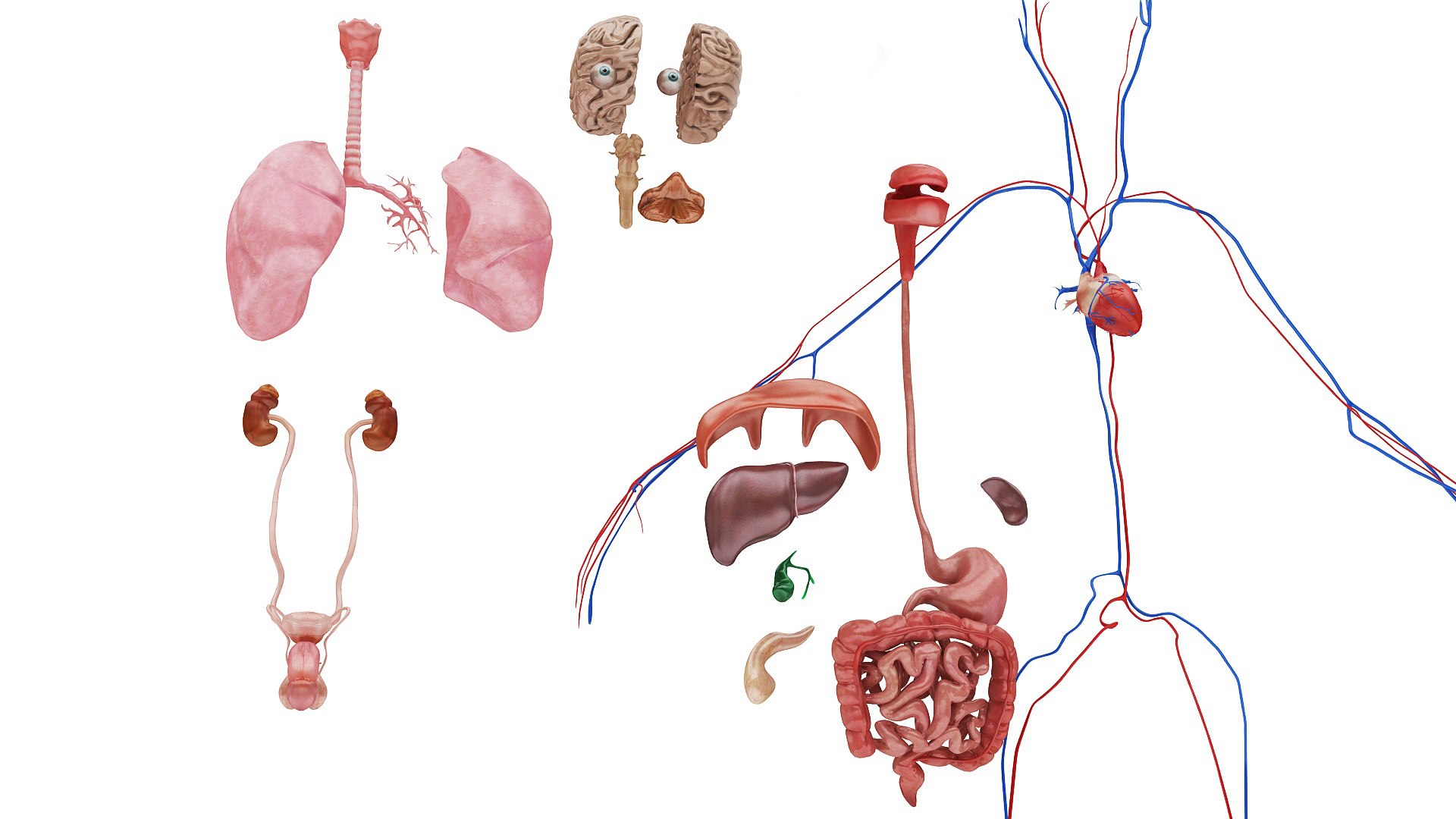 body anatomy 3D model https://p.turbosquid.com/ts-thumb/tS/kg4Skn/VQ8gC9KI/images261/jpg/1574299394/1920x1080/fit_q87/014cbb7a9ffb6f4926bd99134a3555d24395898c/images261.jpg