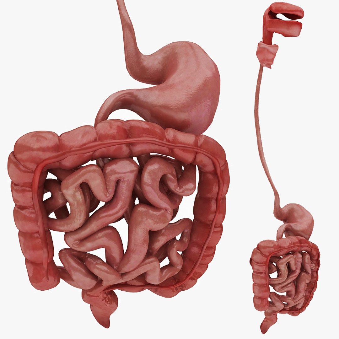 body anatomy 3D model https://p.turbosquid.com/ts-thumb/tS/kg4Skn/XxMLxZeg/00/jpg/1574298804/1920x1080/fit_q87/f5a41099e9730b8b000ada463095974998214e28/00.jpg