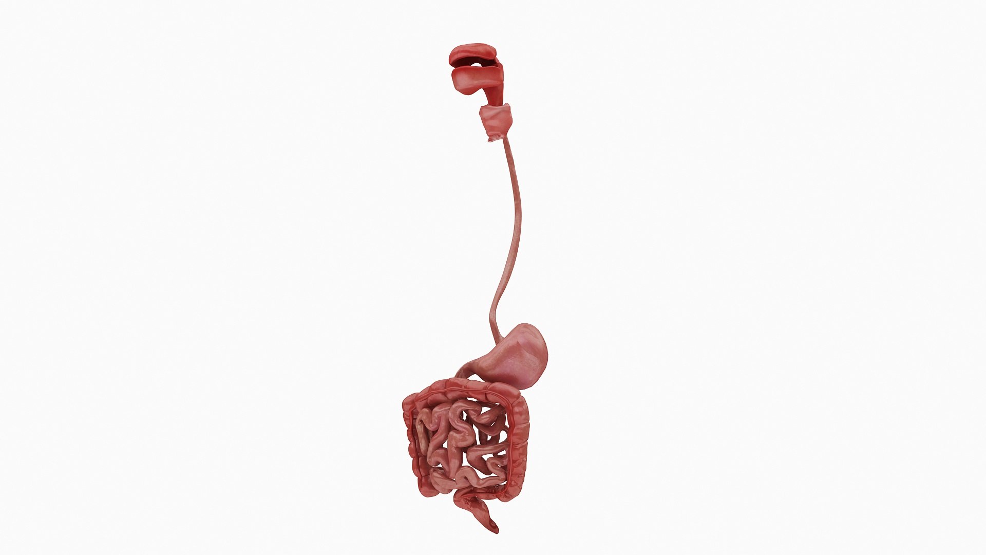 body anatomy 3D model https://p.turbosquid.com/ts-thumb/tS/kg4Skn/ZbGsRycx/02/jpg/1574298804/1920x1080/fit_q87/159930687939498422cfd58482d91b1b7de6edc5/02.jpg