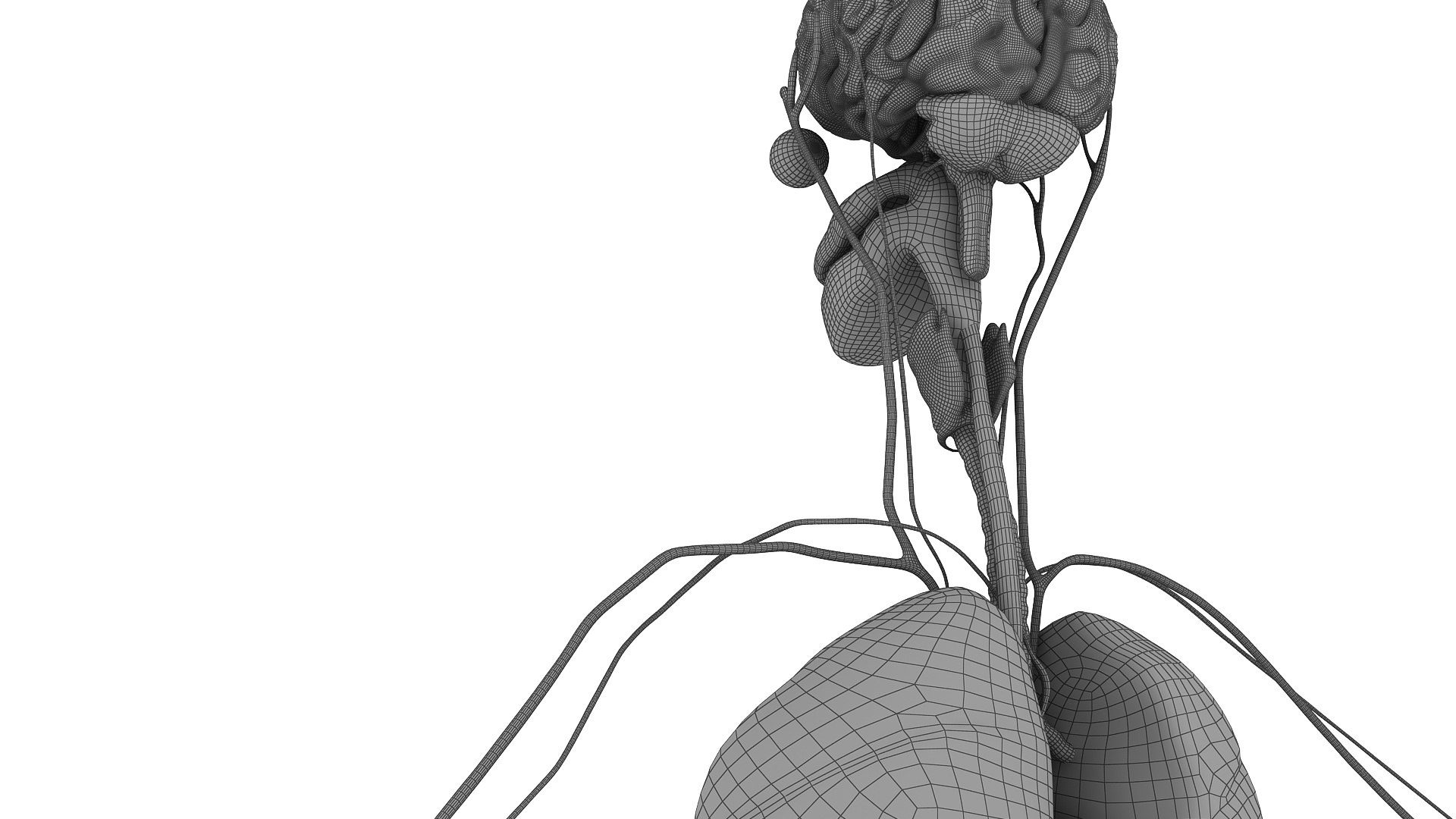 body anatomy 3D model https://p.turbosquid.com/ts-thumb/tS/kg4Skn/ejBBGA7Z/w14/jpg/1574299512/1920x1080/fit_q87/e0e48977250bf03a6dabdc4f6a2be67288bf2b5e/w14.jpg