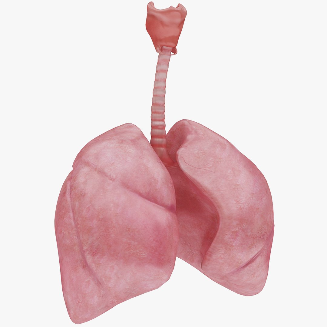 body anatomy 3D model https://p.turbosquid.com/ts-thumb/tS/kg4Skn/euCzJu00/00/jpg/1574298837/1920x1080/fit_q87/bcebeba185f73fb9f3bf5ed0088e73a1f5fcf338/00.jpg
