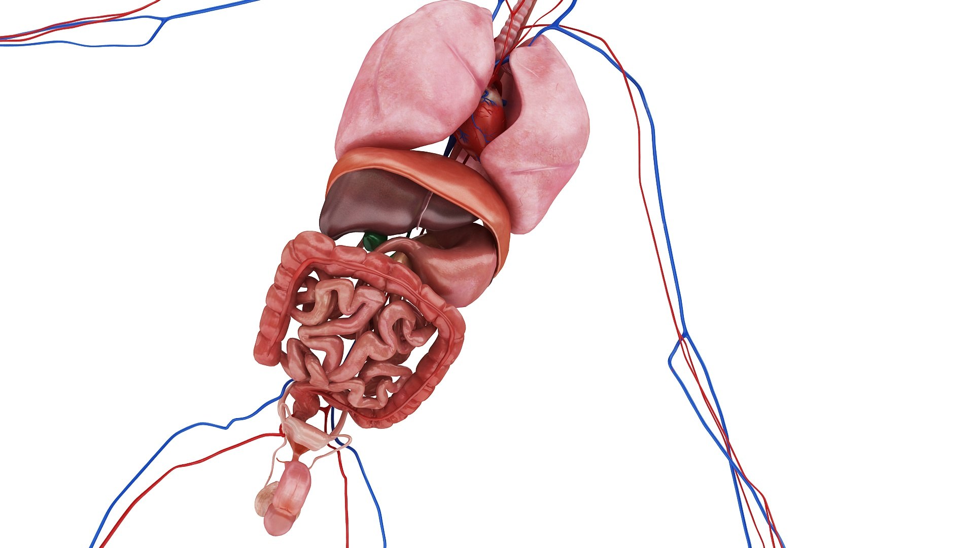 body anatomy 3D model https://p.turbosquid.com/ts-thumb/tS/kg4Skn/fGZLN1Vb/images1_view14/jpg/1574298981/1920x1080/fit_q87/3671e7c2d76941b9110a55fb60bbf367c90c053d/images1_view14.jpg