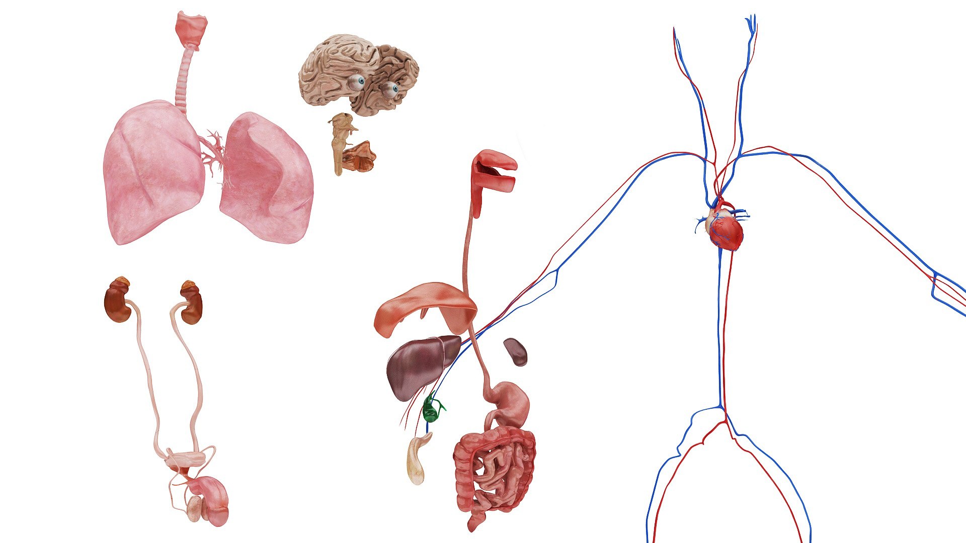 body anatomy 3D model https://p.turbosquid.com/ts-thumb/tS/kg4Skn/gJiFOTqp/images271/jpg/1574299420/1920x1080/fit_q87/f984e19e0cf6c4ec3aeff21b922f15ca647b6277/images271.jpg