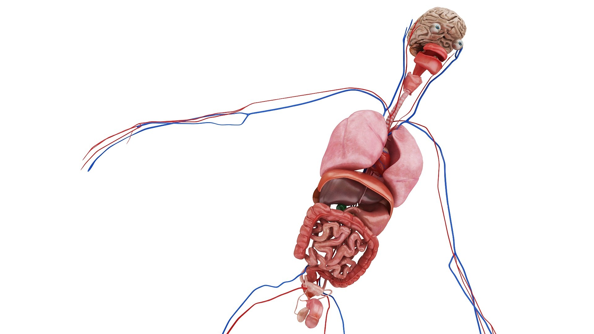 body anatomy 3D model https://p.turbosquid.com/ts-thumb/tS/kg4Skn/jppRYwsR/images1_view01/jpg/1574298642/1920x1080/fit_q87/955a7b10080b0525aad69f74c6f29e1d92d7bba3/images1_view01.jpg