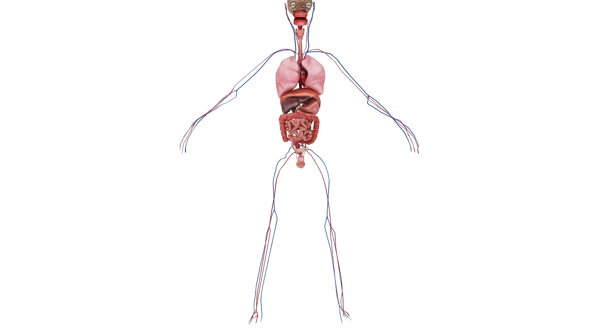 body anatomy 3D model https://p.turbosquid.com/ts-thumb/tS/kg4Skn/m8RPapaZ/images1_view07/jpg/1574298643/1920x1080/fit_q87/38d9fef7c28f2946d301ef5bdfca752394e8ab32/images1_view07.jpg