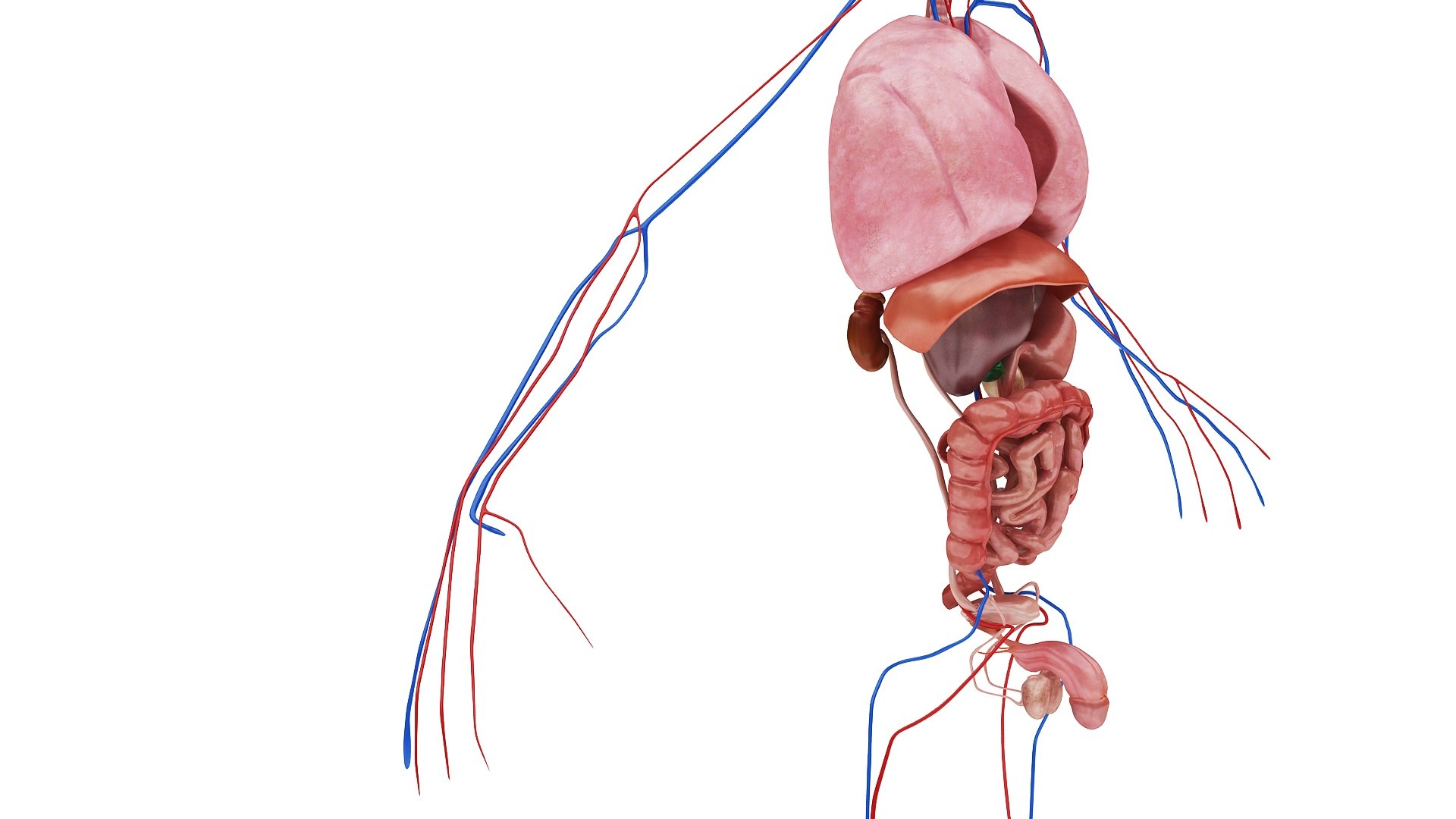 body anatomy 3D model https://p.turbosquid.com/ts-thumb/tS/kg4Skn/mRYuOmxz/images1_view13/jpg/1574298643/1920x1080/fit_q87/7cd11000179f438b01ab54571dda19886d84d0a0/images1_view13.jpg