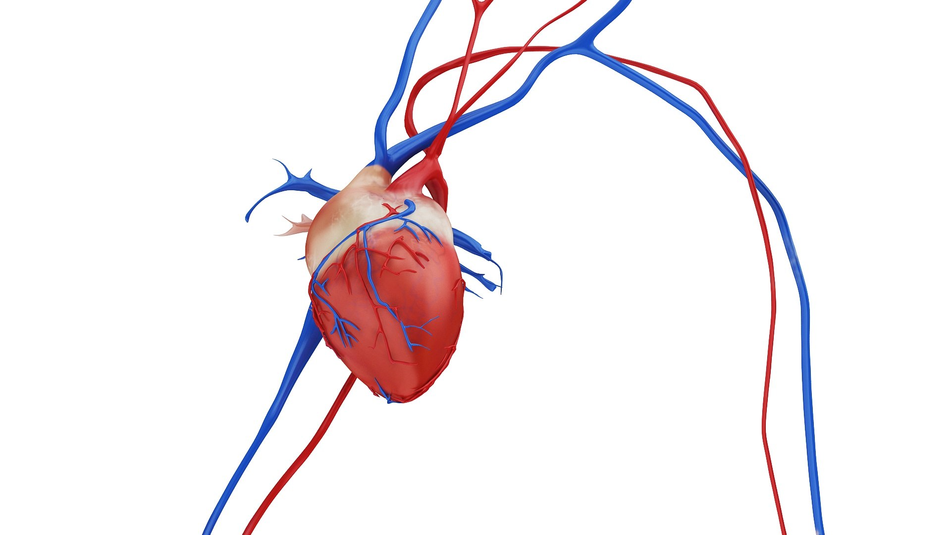 body anatomy 3D model https://p.turbosquid.com/ts-thumb/tS/kg4Skn/sfLFtu2w/images1_view16/jpg/1574299160/1920x1080/fit_q87/e20e281555e68f540826289e42858bb045c5626a/images1_view16.jpg