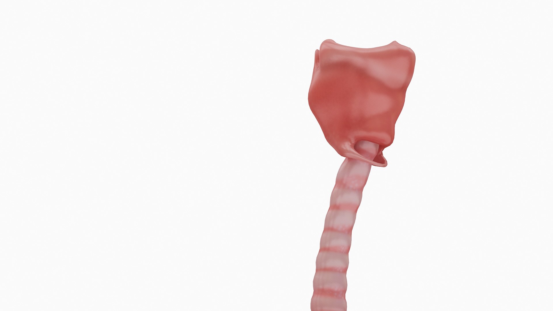 body anatomy 3D model https://p.turbosquid.com/ts-thumb/tS/kg4Skn/tL7HWrys/05/jpg/1574298837/1920x1080/fit_q87/19ed9105d0c8e00f5312ecf13eebac89dc496d3d/05.jpg