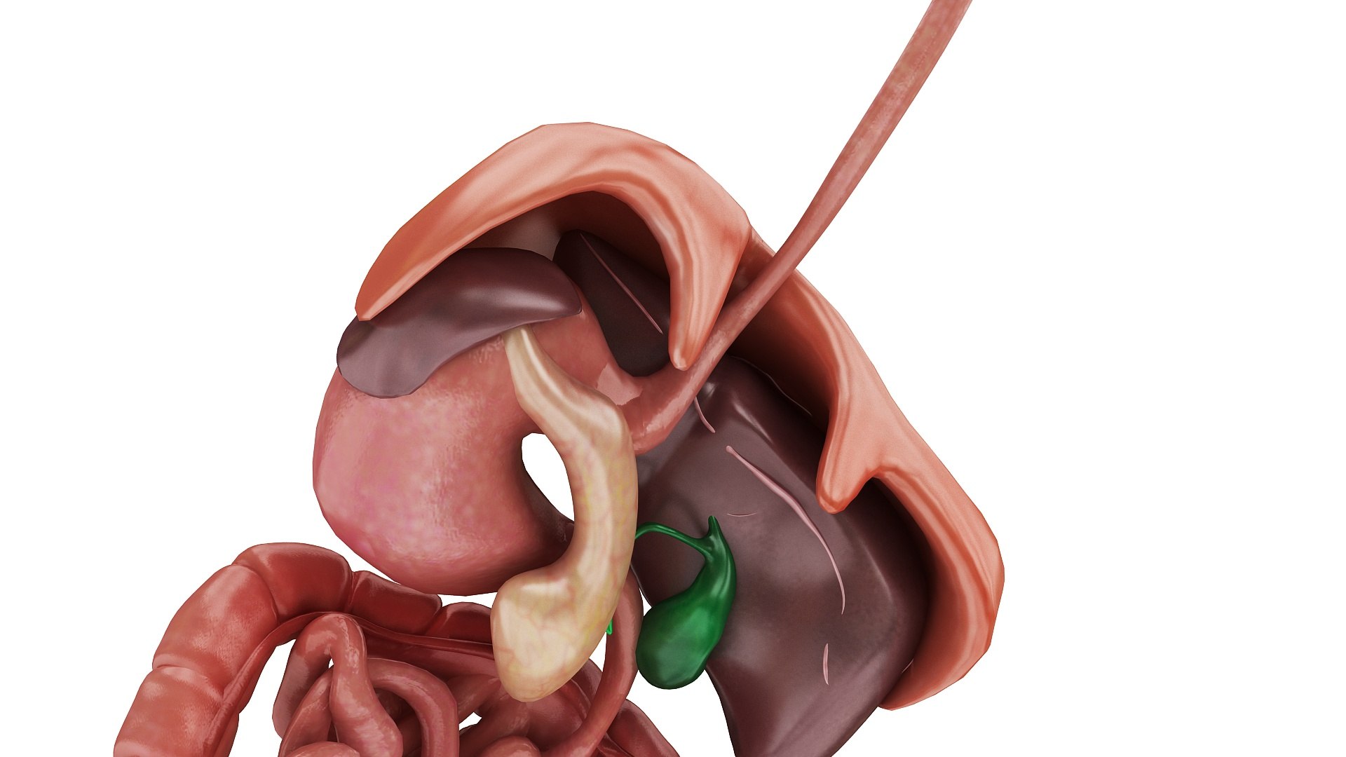 body anatomy 3D model https://p.turbosquid.com/ts-thumb/tS/kg4Skn/v4RoLCTE/images1_view17/jpg/1574299160/1920x1080/fit_q87/f2ad040378bc4822f4539c0e7c60bcac8310bffb/images1_view17.jpg