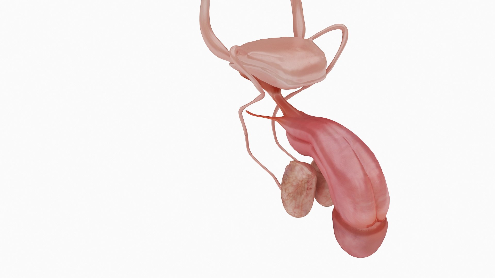 body anatomy 3D model https://p.turbosquid.com/ts-thumb/tS/kg4Skn/vF8qs7Mh/04/jpg/1574298776/1920x1080/fit_q87/3cb997ce7a62c3d3633be7ae48c89927db29a7b1/04.jpg