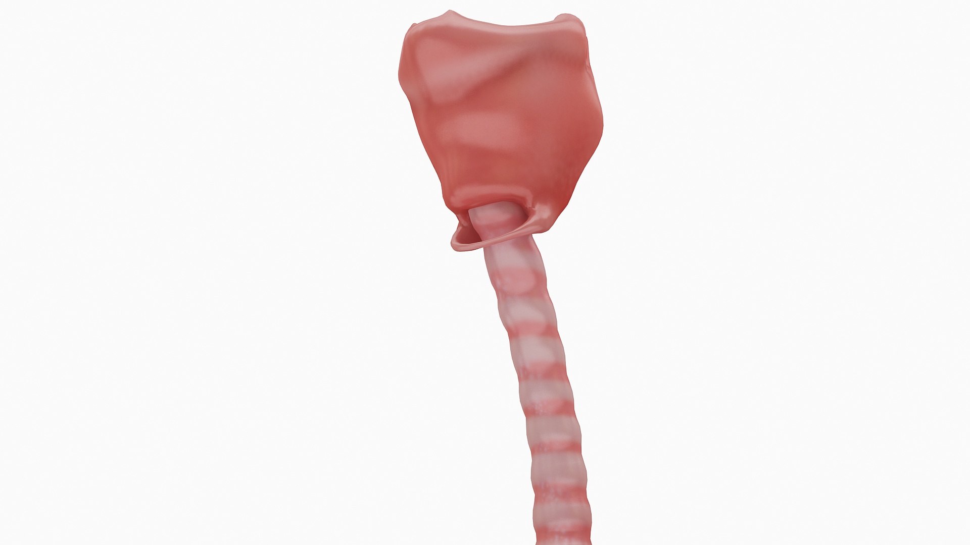 body anatomy 3D model https://p.turbosquid.com/ts-thumb/tS/kg4Skn/x7lhsUiH/06/jpg/1574298837/1920x1080/fit_q87/9a1d8c01538314524760a2fad4dfbaa353afa36a/06.jpg