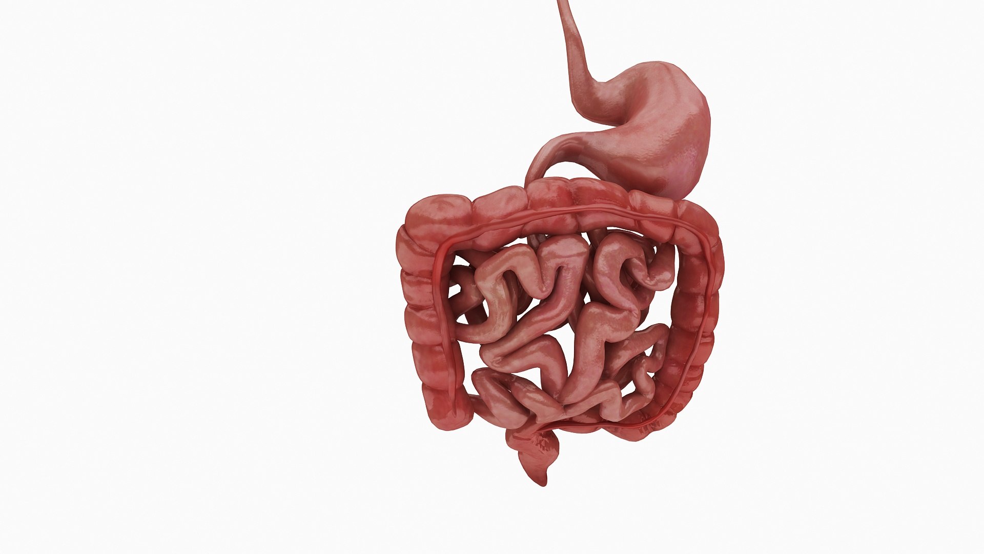 body anatomy 3D model https://p.turbosquid.com/ts-thumb/tS/kg4Skn/xS3uQCOU/03/jpg/1574298804/1920x1080/fit_q87/22386a83a0c872da789bd95ca2c995aa509dcdcc/03.jpg