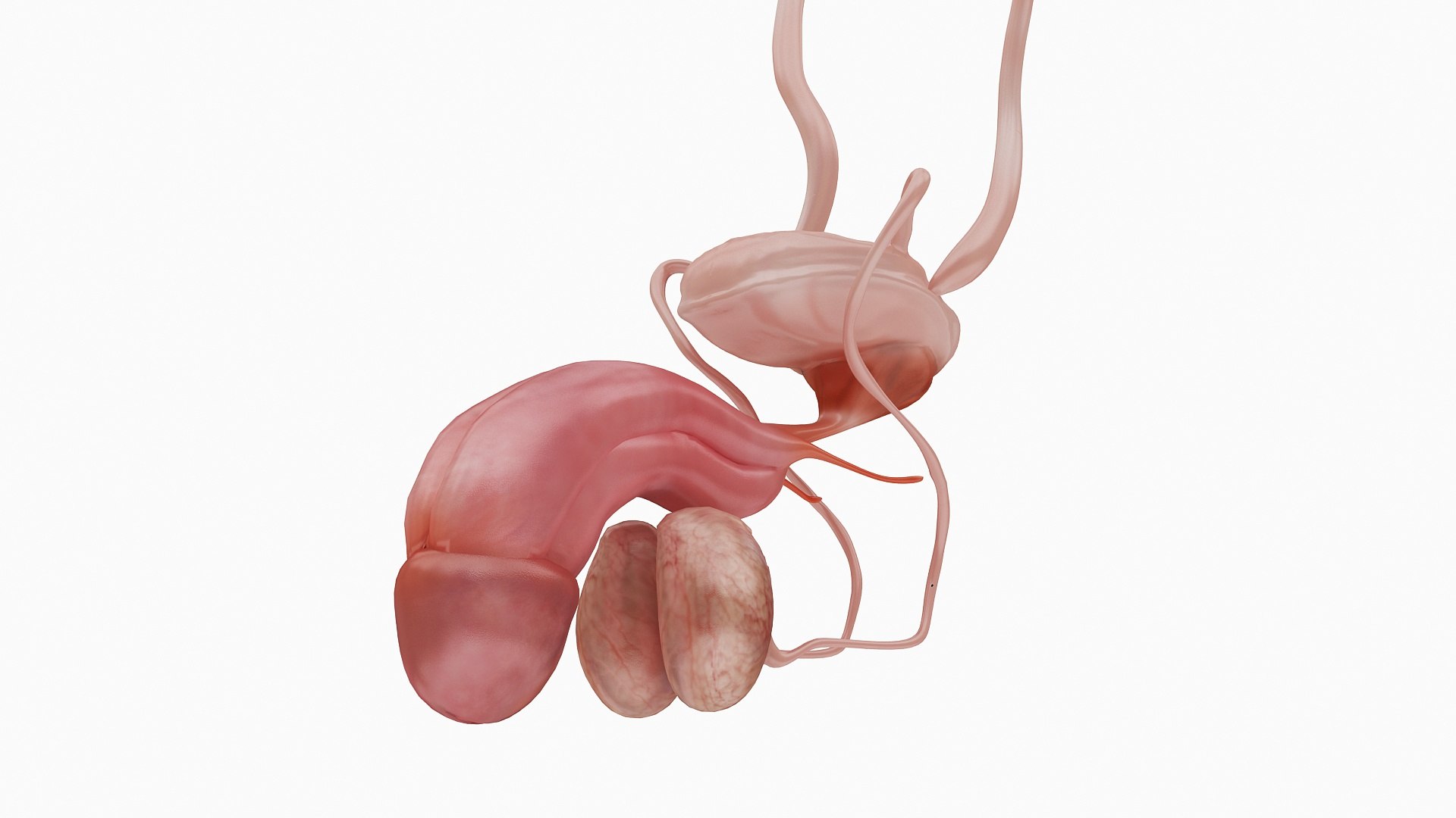 body anatomy 3D model https://p.turbosquid.com/ts-thumb/tS/kg4Skn/yMtwwIAj/02/jpg/1574298776/1920x1080/fit_q87/1a0f01b29970d98bf798c23681a763a0f751f27d/02.jpg