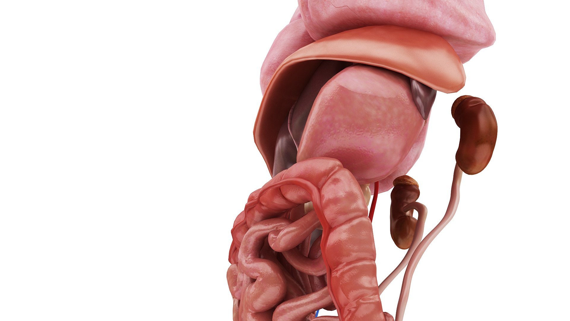 body anatomy 3D model https://p.turbosquid.com/ts-thumb/tS/kg4Skn/yhTiwYxR/images1_view10/jpg/1574298643/1920x1080/fit_q87/ab88fe7c864cbae87adf2584c1e7fa1d729173d3/images1_view10.jpg