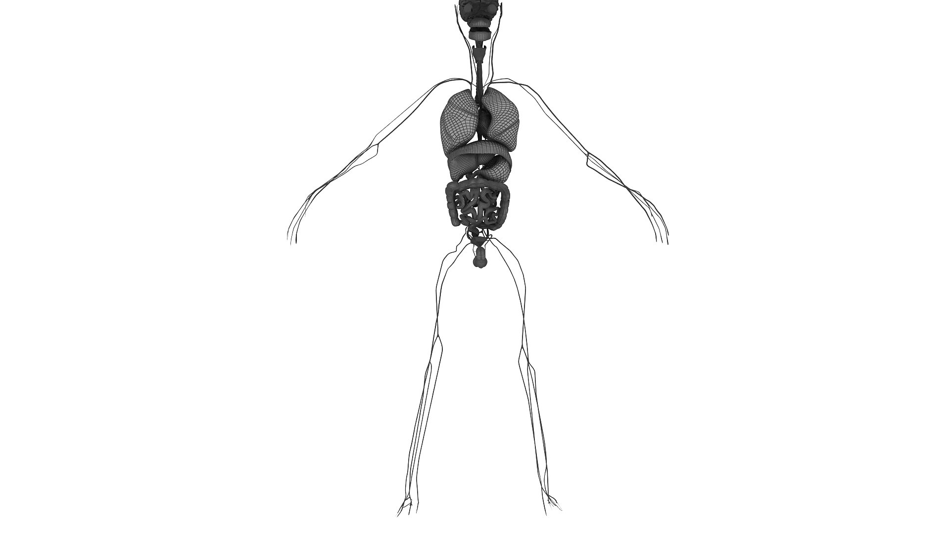 body anatomy 3D model https://p.turbosquid.com/ts-thumb/tS/kg4Skn/yqBsdG36/w17/jpg/1574299512/1920x1080/fit_q87/48327c1e43719c0f38afb935a11d128604f7025b/w17.jpg