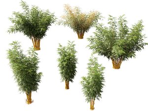 HighPolyLowPoly Schizostachyum brachyllum - New Golden Bamboo 3D model