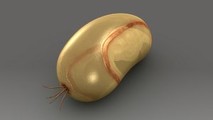 Dipleurula Larva