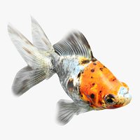 Calico Ryukin Goldfish