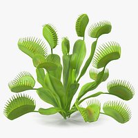 Dionaea Muscipula Green