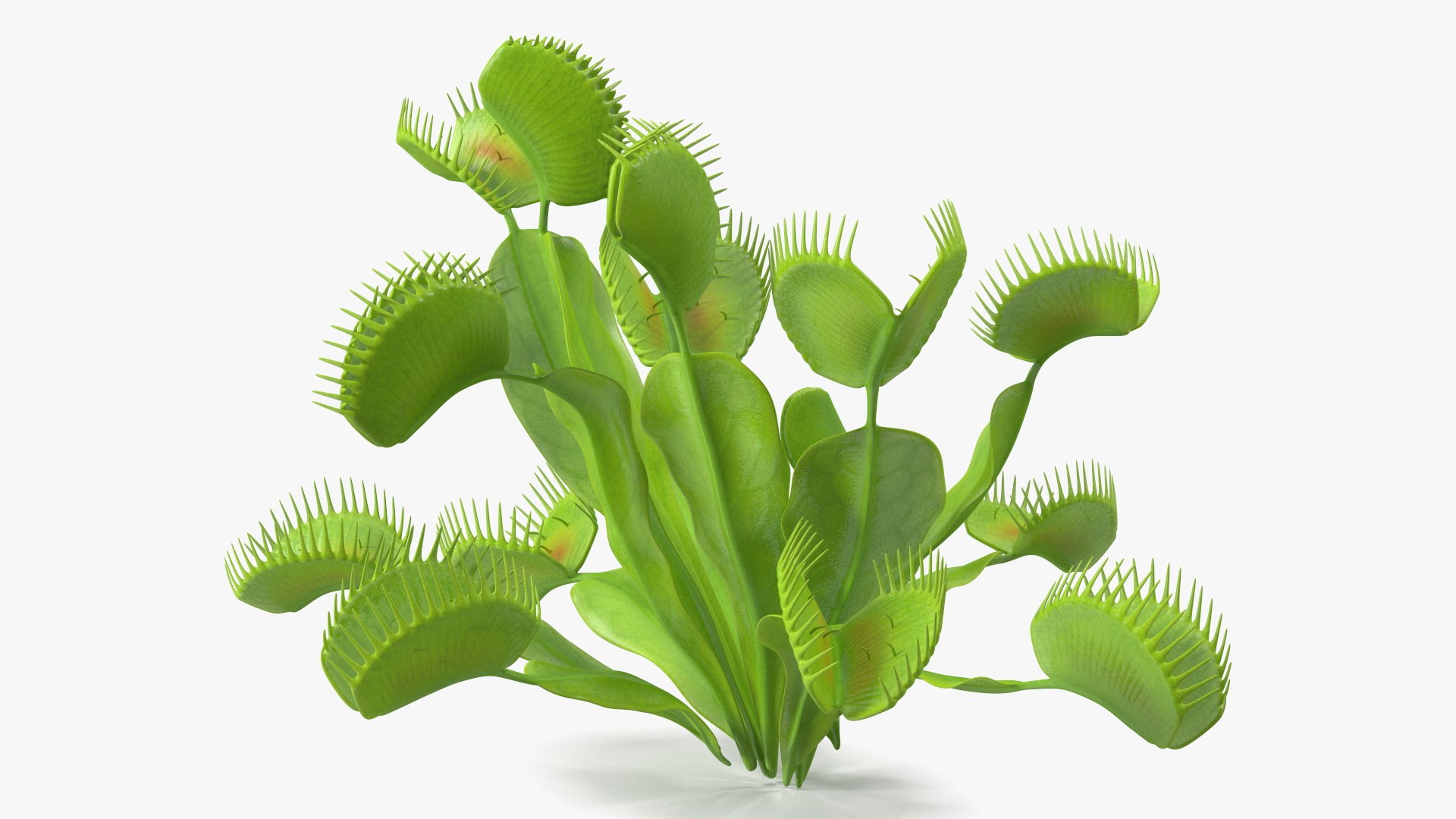Dionaea Muscipula Green 3D Model - TurboSquid 2236736