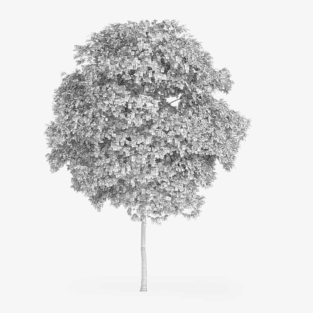 3d model of silver birch 10 2m https://p.turbosquid.com/ts-thumb/tS/v2rx8c/KiJDe1ro/redpolygon_birch_01_04/jpg/1440940054/1920x1080/fit_q87/73baee5101ea0e7345a3668fe85b13bc88f47875/redpolygon_birch_01_04.jpg
