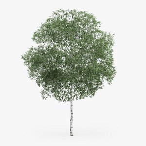 3d model of silver birch 10 2m