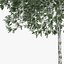 Abedul plateado 10.2m