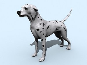 maya dalmatian dog