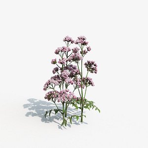 Valeriana Plant