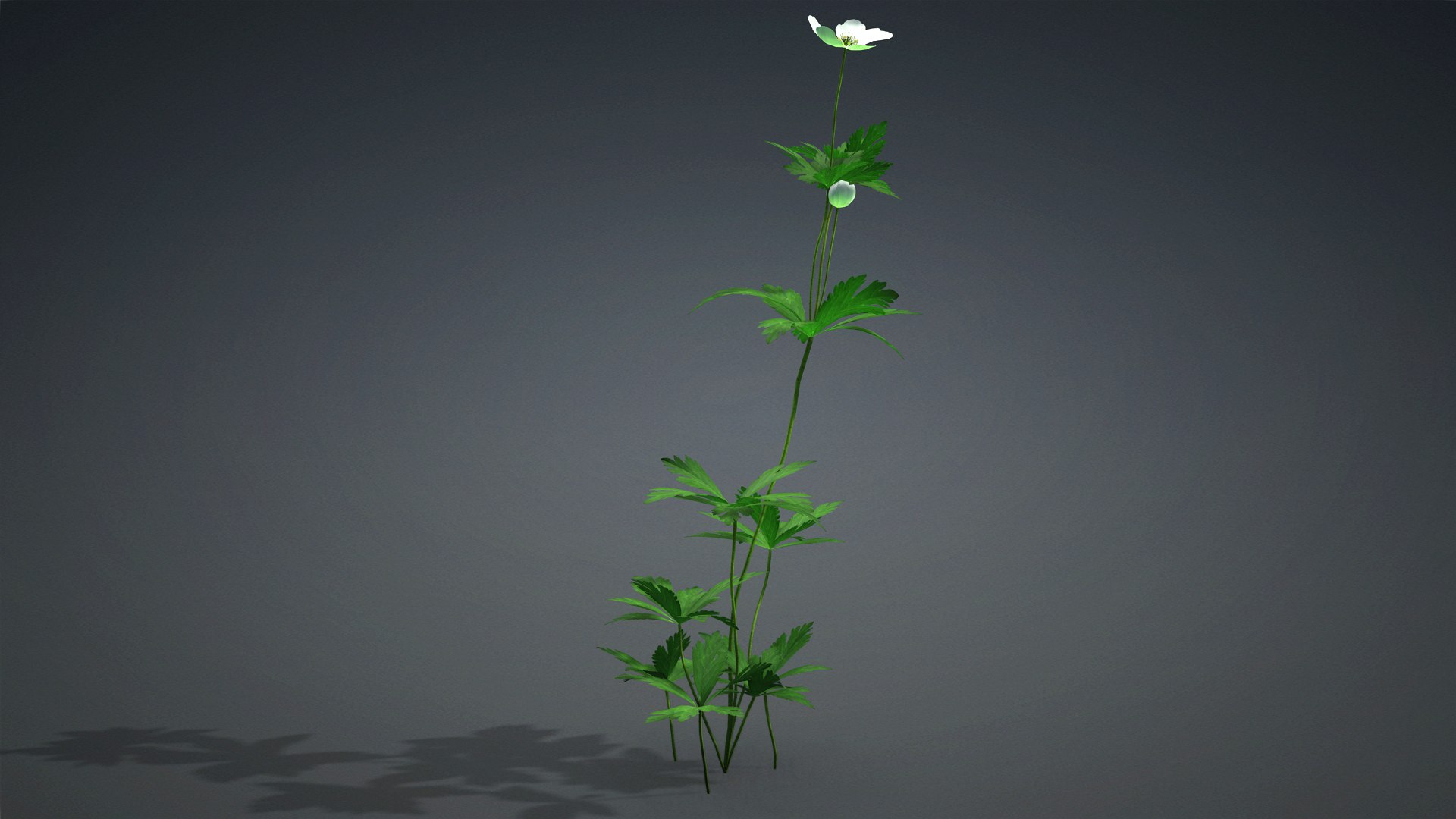 Anemone Canadensis 3D model https://p.turbosquid.com/ts-thumb/tT/96nJLj/Ra/anemone_canadensis.e1/jpg/1726750791/1920x1080/fit_q87/80445a9fdb53f79ba0fd51d3a9ba635a679efcef/anemone_canadensis.e1.jpg