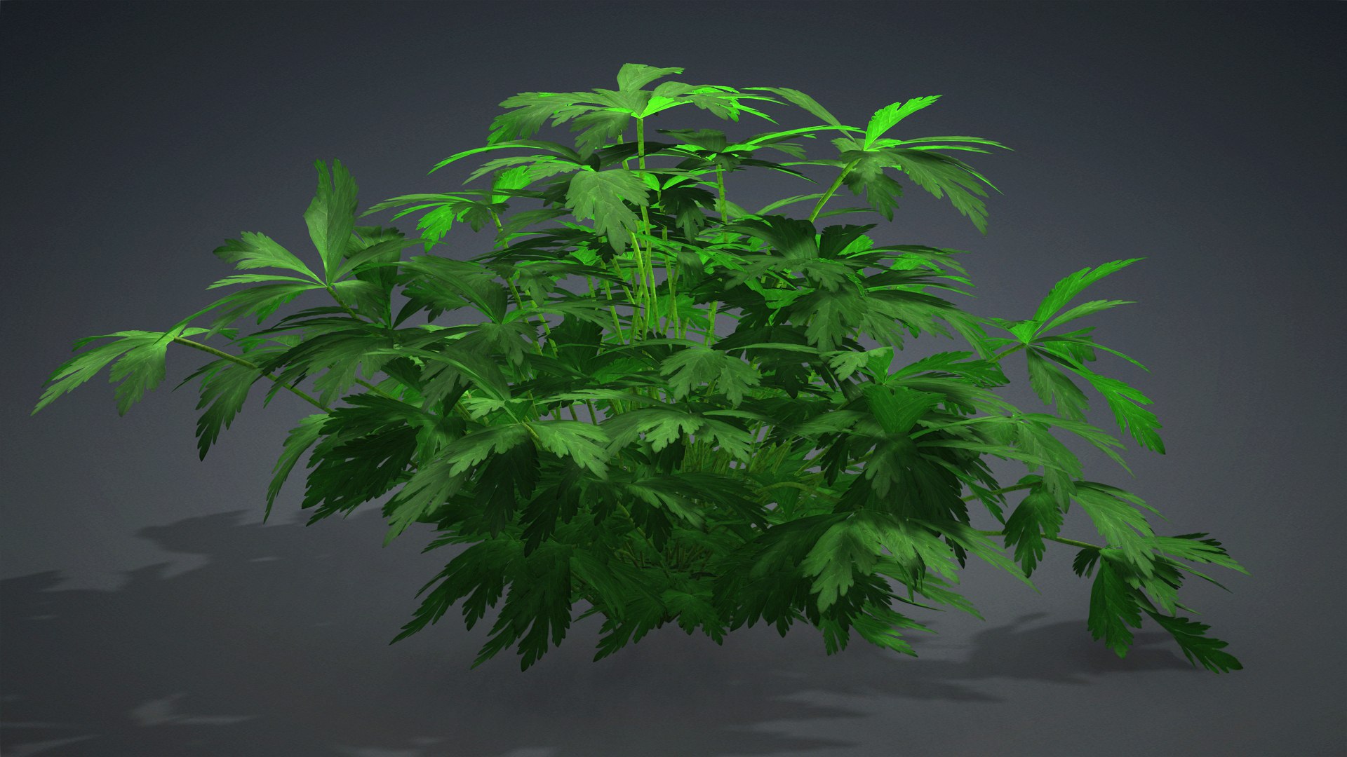Anemone Canadensis 3D model https://p.turbosquid.com/ts-thumb/tT/96nJLj/jZ/anemone_canadensis.b1/jpg/1726750794/1920x1080/fit_q87/b287b3e0e4bfb62f6fc7546f1cb31fe2484b0d1e/anemone_canadensis.b1.jpg