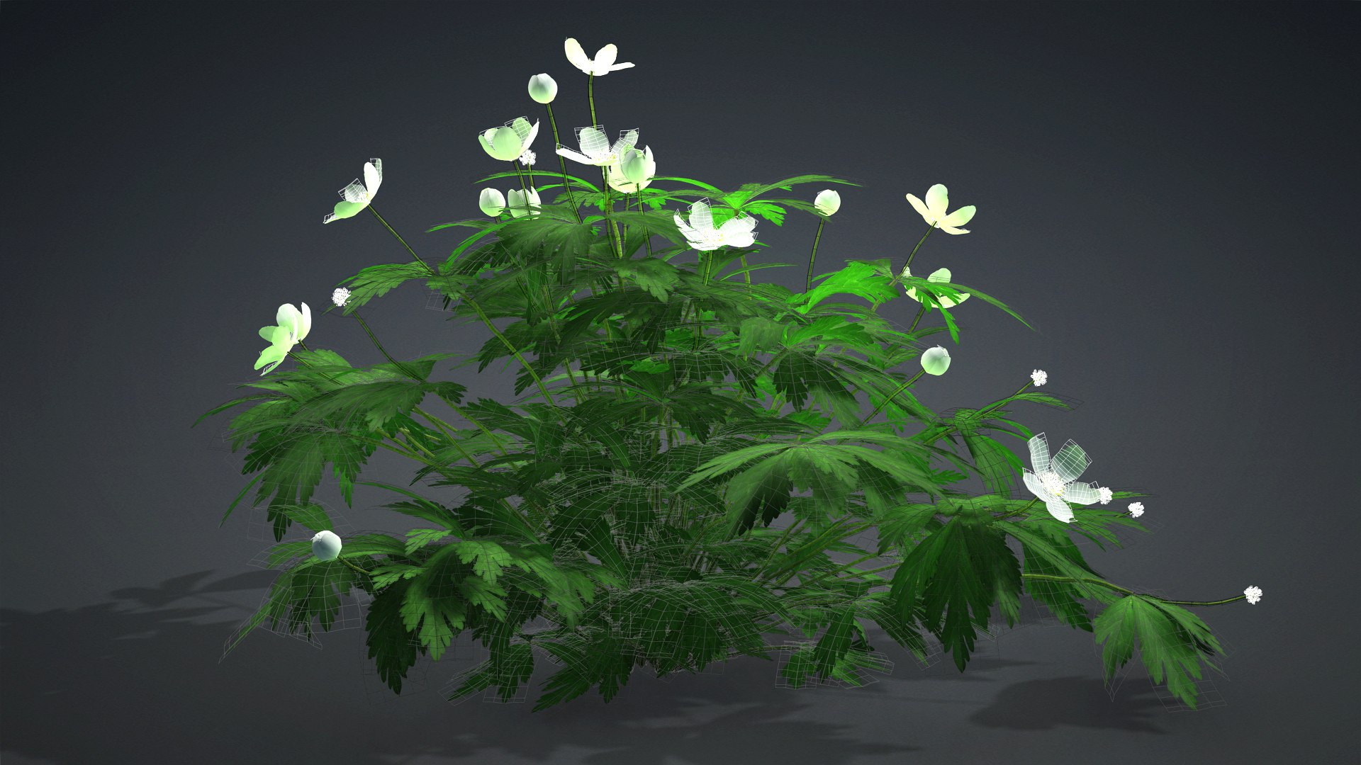 Anemone Canadensis 3D model https://p.turbosquid.com/ts-thumb/tT/96nJLj/kr/anemone_canadensis.c2/jpg/1726750785/1920x1080/fit_q87/6bd88c69690eb35497444e3bcc7010e791ce6a93/anemone_canadensis.c2.jpg