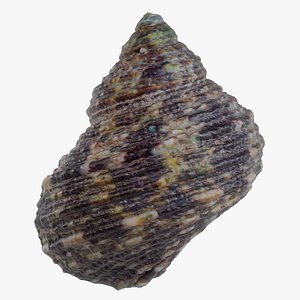 Green Turban Shell Turbo Marmoratus Shell 49