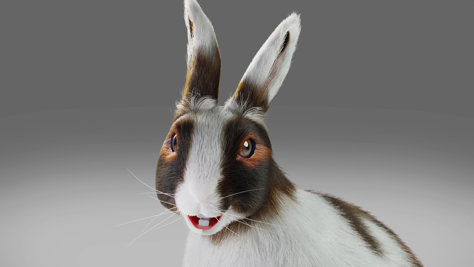 3D 3D Fur Rabbit Gray V04 Rigged And Animation Model - TurboSquid 1931607