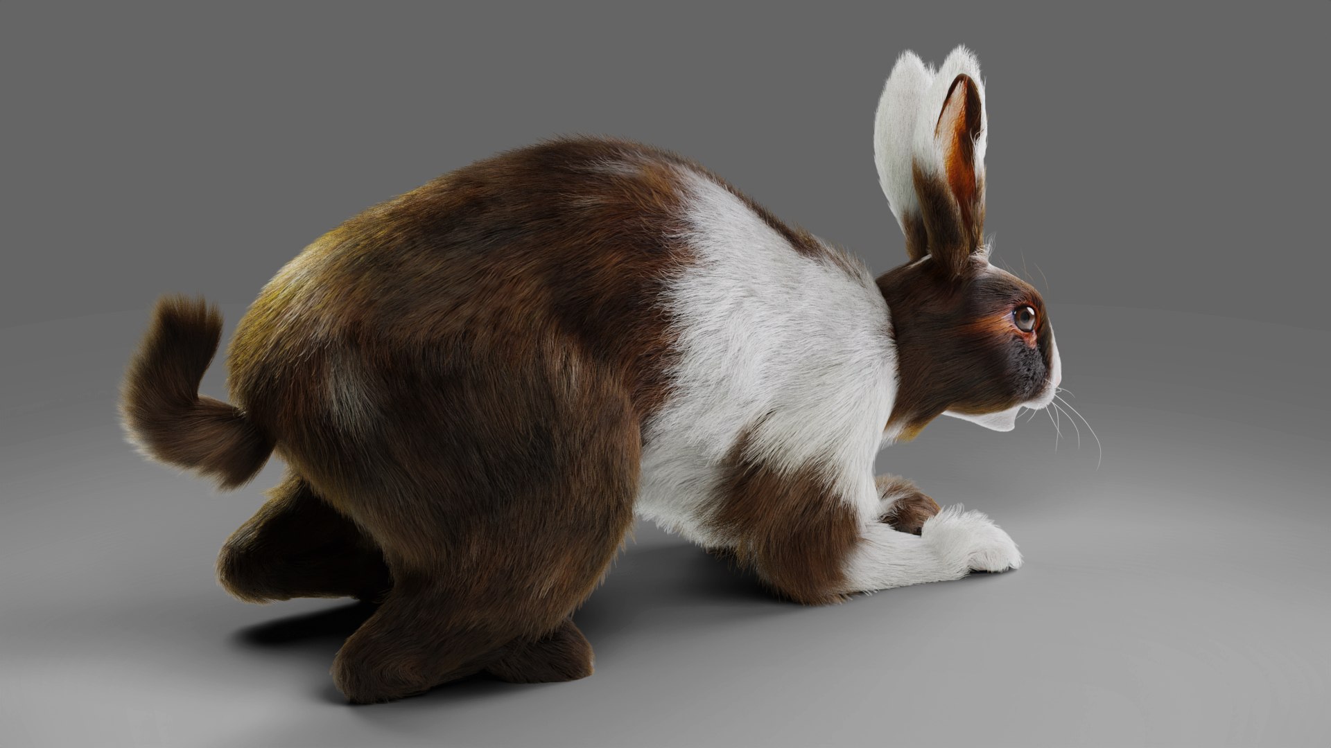 3D 3D Fur Rabbit Gray V04 Rigged And Animation Model - TurboSquid 1931607