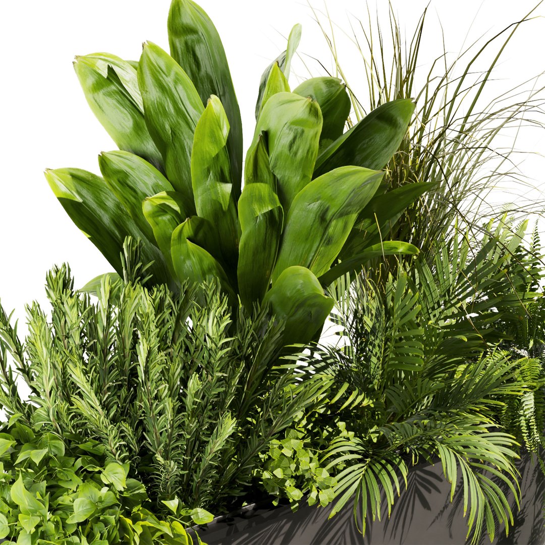 3D model Collection plant vol 448 - grass - boxplant - palm - 3dsmax - cinema 4d https://p.turbosquid.com/ts-thumb/tT/FfKoxd/94/untitled1_0003_4.jpg/jpg/1675425461/1920x1080/fit_q87/a24144ae6a98e8cb5b53e3205b57b1b315800daf/untitled1_0003_4.jpg.jpg